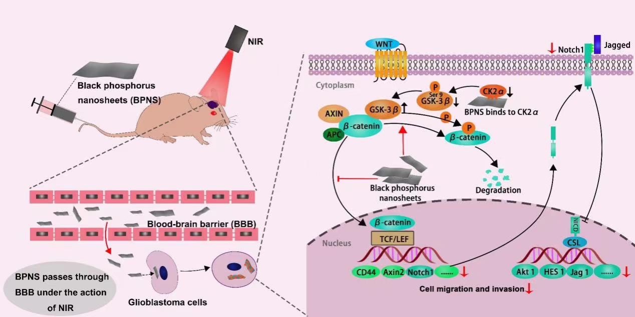 黑磷納米片對(duì)惡性膠質(zhì)母細(xì)胞瘤治療方面的研究取得最新進(jìn)展 黑磷納米片對(duì)惡性膠質(zhì)母細(xì)胞瘤治療方面的研究取得最新進(jìn)展